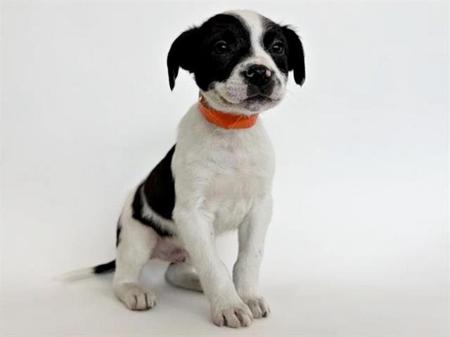 ARLO - Terrier available for adoption