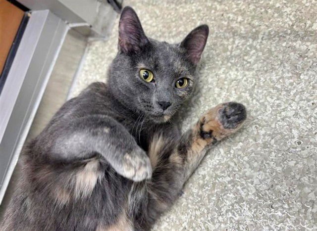 RAVEN - Domestic Short Hair available for adoption