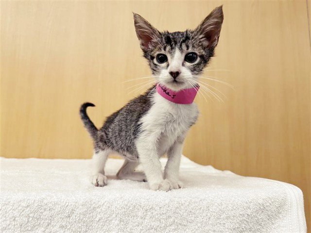 PEACHES Image
