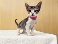 PEACHES - Photo 1