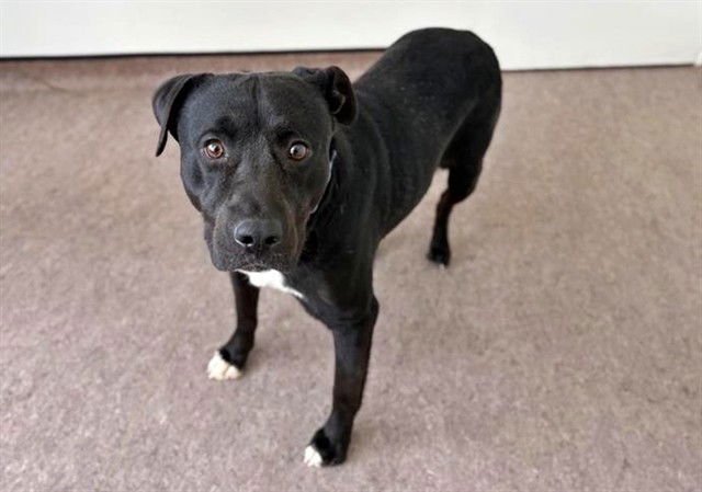 THEO - Labrador Retriever available for adoption
