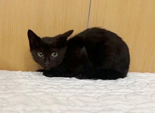 PO BOY - Domestic Short Hair available for adoption