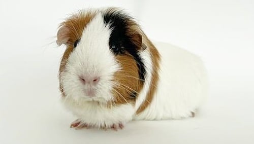 CHOWDER - Guinea Pig available for adoption