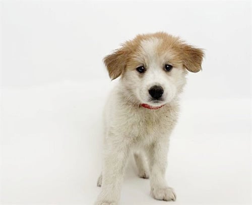 ASPEN - German Shepherd Dog available for adoption