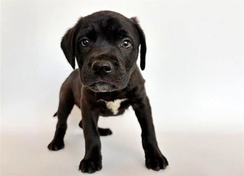 BEAU - Labrador Retriever available for adoption