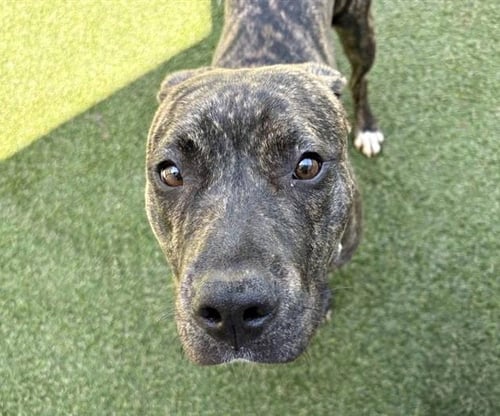 BROOKLYN - Pit Bull Terrier available for adoption
