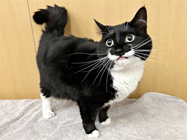 TILLY Image