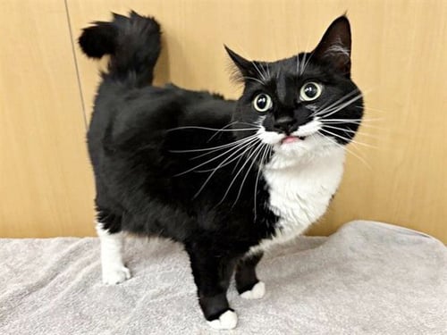 TILLY - Domestic Short Hair available for adoption