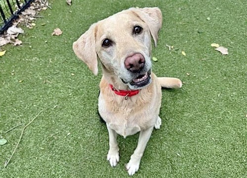 LOLA - Labrador Retriever available for adoption