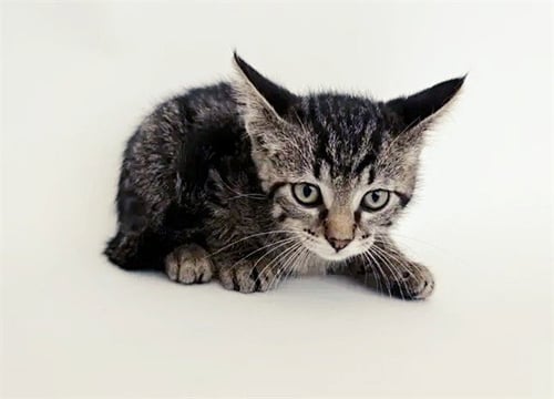 CARDAMON - Domestic Short Hair available for adoption