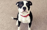 MARLEY - Photo 1