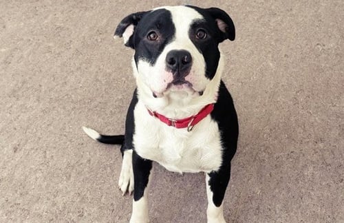 MARLEY - Pit Bull Terrier available for adoption