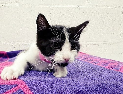 SAM - Domestic Short Hair available for adoption