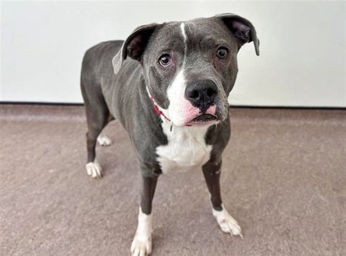 CALYPSO - Pit Bull Terrier available for adoption