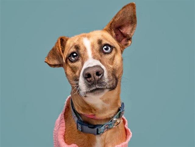 SANDY - Pit Bull Terrier available for adoption