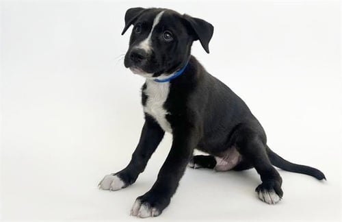 BOAZ - Pit Bull Terrier / German Shepherd Dog available for adoption