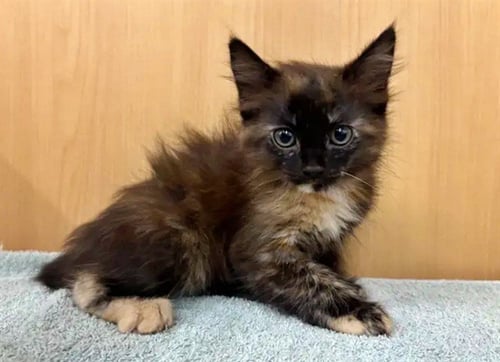 CELSIUS - Domestic Short Hair available for adoption