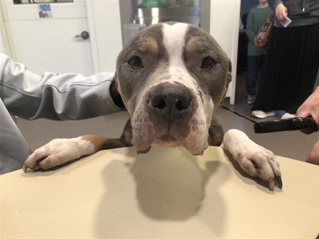 MAMA - Pit Bull Terrier available for adoption