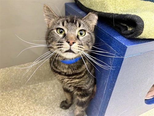 REECE - Domestic Medium Hair available for adoption