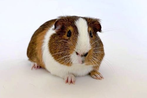 2 PIG SHAKUR - Guinea Pig available for adoption
