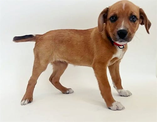 VERMITHOR - Terrier available for adoption