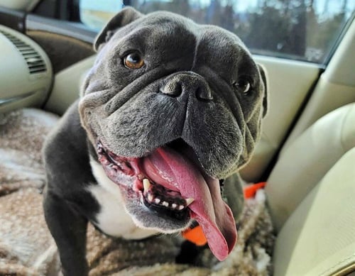 CHUBS - Pit Bull Terrier available for adoption