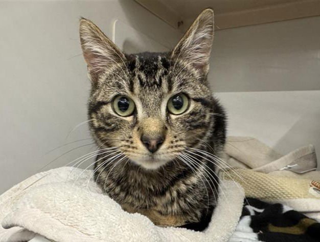 KYRO - Domestic Medium Hair available for adoption