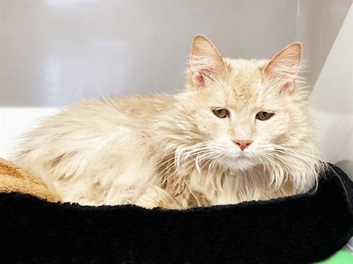MAEMAE - Domestic Long Hair available for adoption