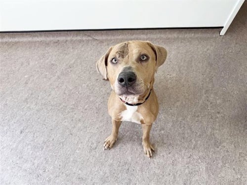 NIKO - Pit Bull Terrier available for adoption