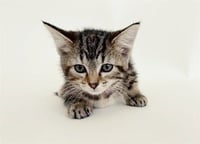 CINNAMON - Photo 1