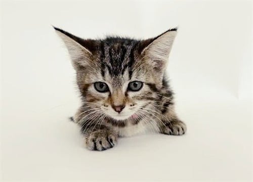CINNAMON - Domestic Short Hair available for adoption