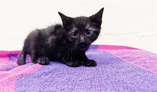 FRED HAMPTON - Domestic Short Hair available for adoption