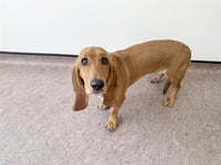GINGER - Photo 1