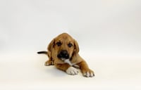 CHIEF - Photo 1