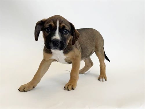 BUNNY - Pit Bull Terrier available for adoption