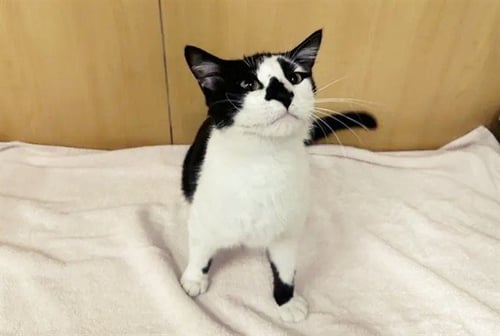 OZZY - Domestic Short Hair available for adoption