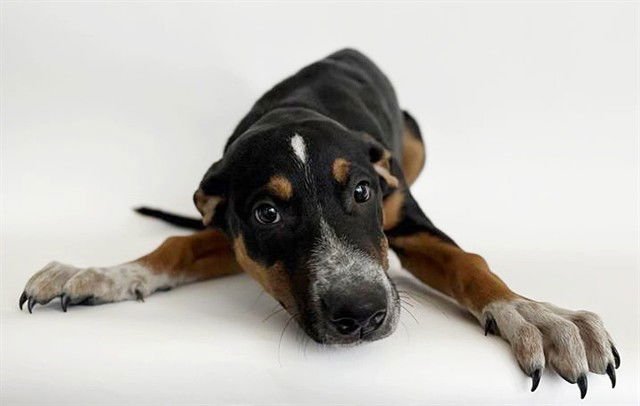 MILES DAVIS - Labrador Retriever available for adoption