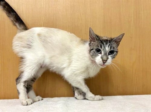 MAISY - Domestic Short Hair available for adoption