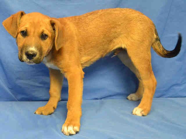 HARVEY - Labrador Retriever / Mastiff available for adoption