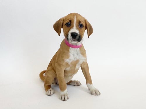 CHEVY - Labrador Retriever available for adoption