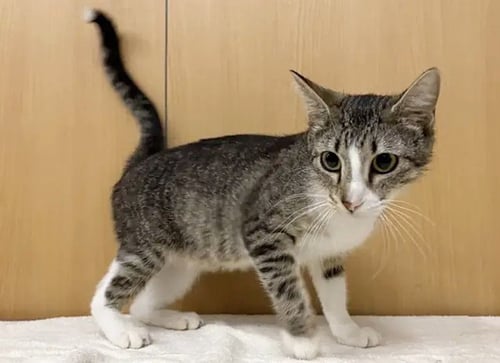 MOJITO - Domestic Short Hair available for adoption