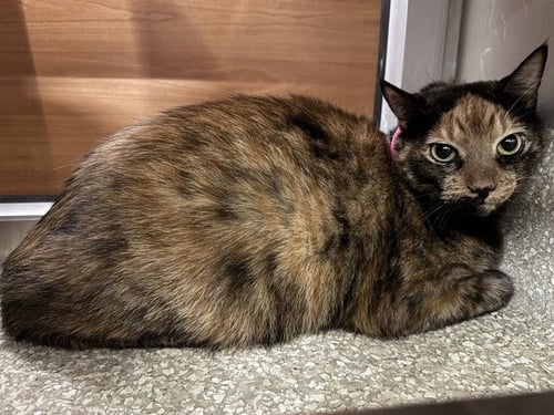 BB - Domestic Medium Hair available for adoption