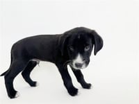 CROCKETT - Photo 1