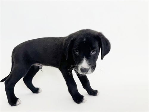 CROCKETT - Terrier available for adoption
