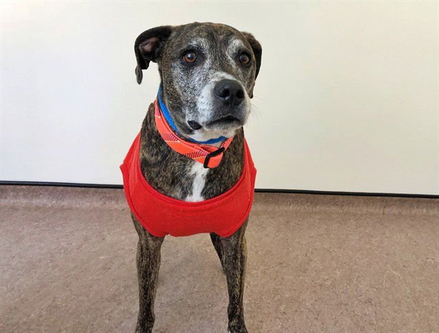 HANKLIN - Pit Bull Terrier available for adoption