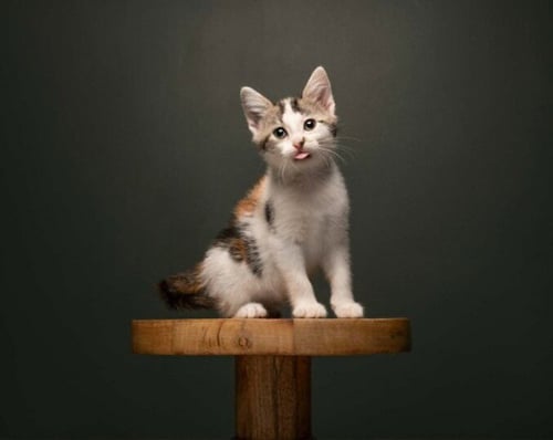 DAWN - Domestic Short Hair available for adoption