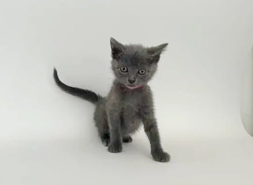 BEBE - Domestic Short Hair available for adoption