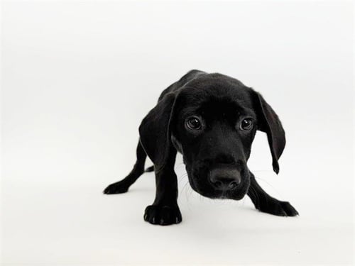SLURPEE - Labrador Retriever available for adoption