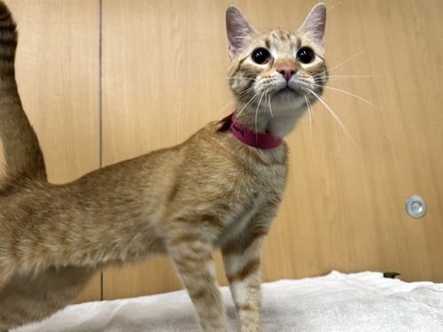 GRAVY - Domestic Short Hair available for adoption