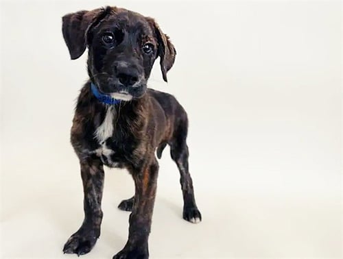 SPROCKET - Terrier available for adoption